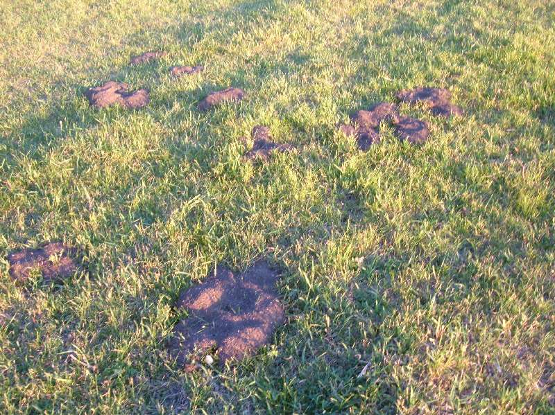 Gopher holes in the pastures