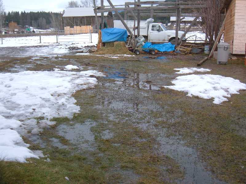 Front yard swamp